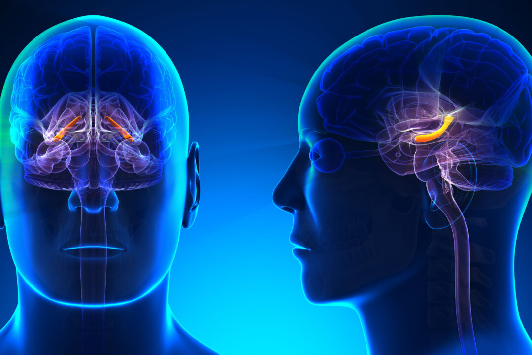 The brain's hippocampus is part of the limbic system and plays important roles in short- and long-term memory, spatial memory that enables navigation, and emotional behavior.(decade3d - anatomy online/Shutterstock)