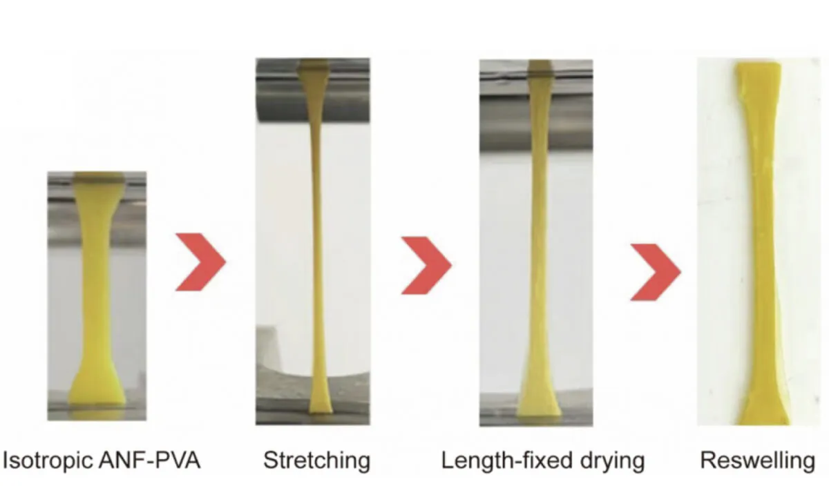 Recently, HKU has successfully developed a new mimetic tendon hydrogel material with properties comparable to natural tendons, which can be used in advanced biomedical applications. (Courtesy of HKU)