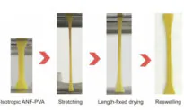 HKU Develops Tendon-Mimetic Hydrogels for Human Tissue Repair and Implantable Medical Treatment