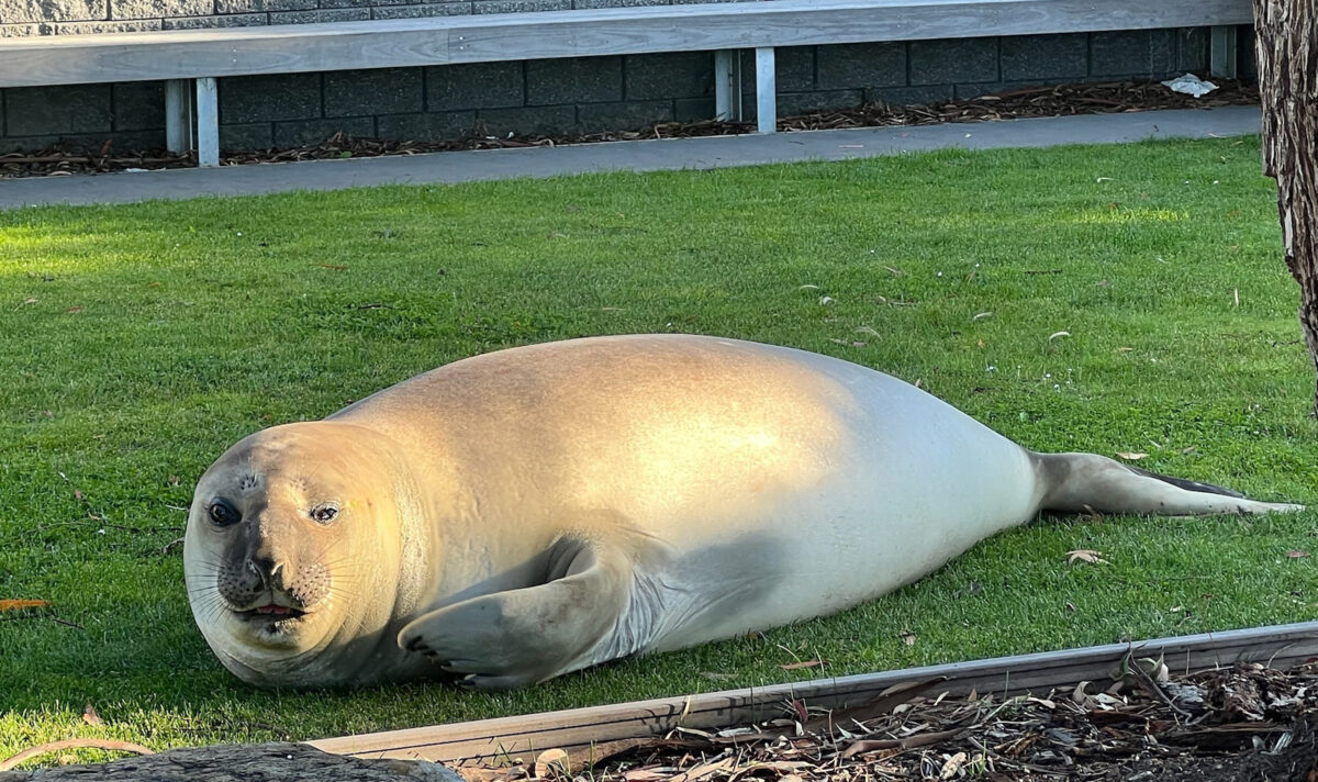 NextImg:Neil the Seal Relocated From Australian State Beach