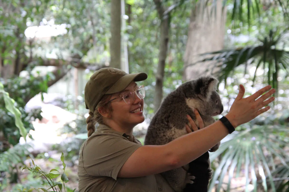 Visitors can connect with and learn about koalas at Australia’s Lone Pine Koala Sanctuary in Fig Tree Pocket.  Among the other iconic Down Under wildlife who live at the sanctuary are kangaroos, wallabies, dingoes and platypuses. (Mary Ann Anderson/TNS)