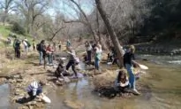New California Gold Rush Coming as Record Snowpack Melts