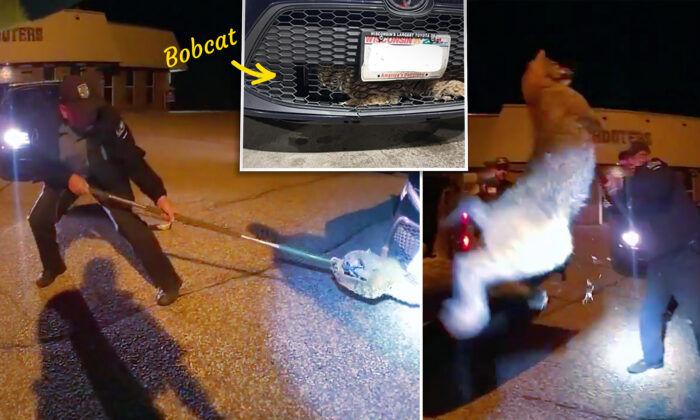 Bodycam Video Shows Bobcat Stuck in Car Grille, Deputies Responding in Shock: 'This Is a First'