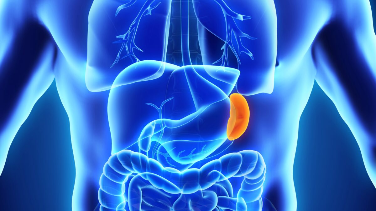NextImg:The Spike Protein's Assault on Our Spleen