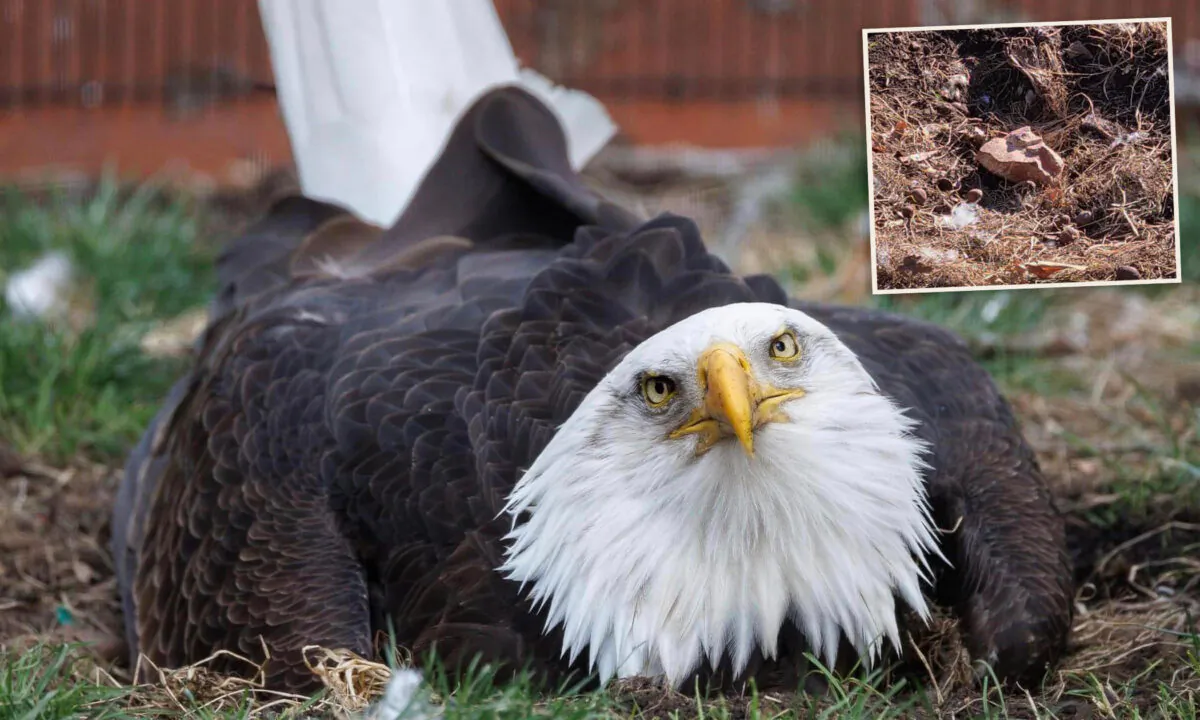 (Courtesy of World Bird Sanctuary)