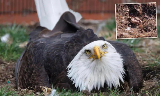 Flightless Bald Eagle in Missouri Who Was Incubating a Rock Receives a Heartwarming Gift