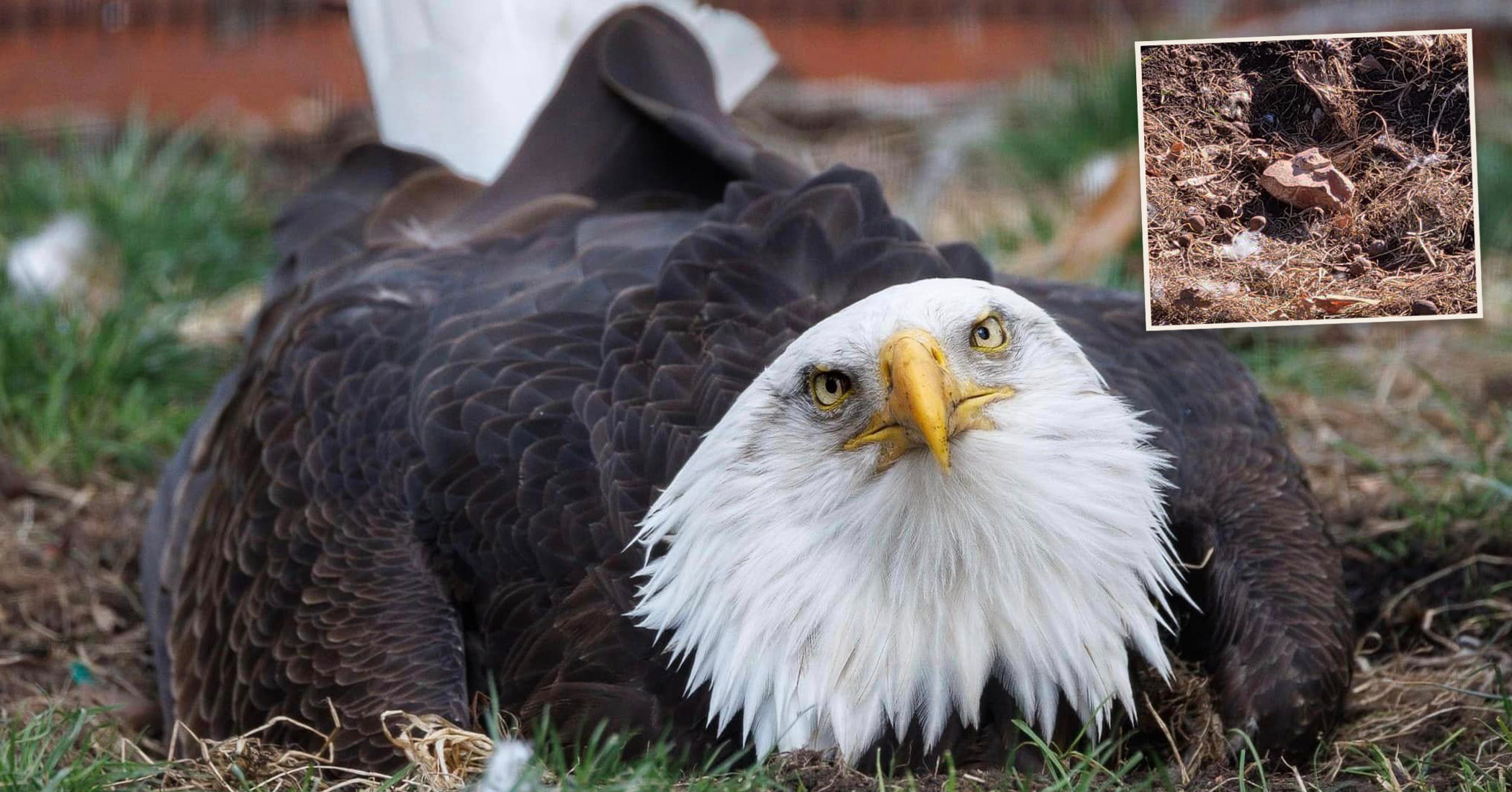 NextImg:Flightless bald eagle in Missouri who was incubating a rock receives a heartwarming gift
