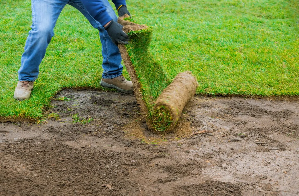 Laying sod is strenuous work. (Dreamstime/TNS)