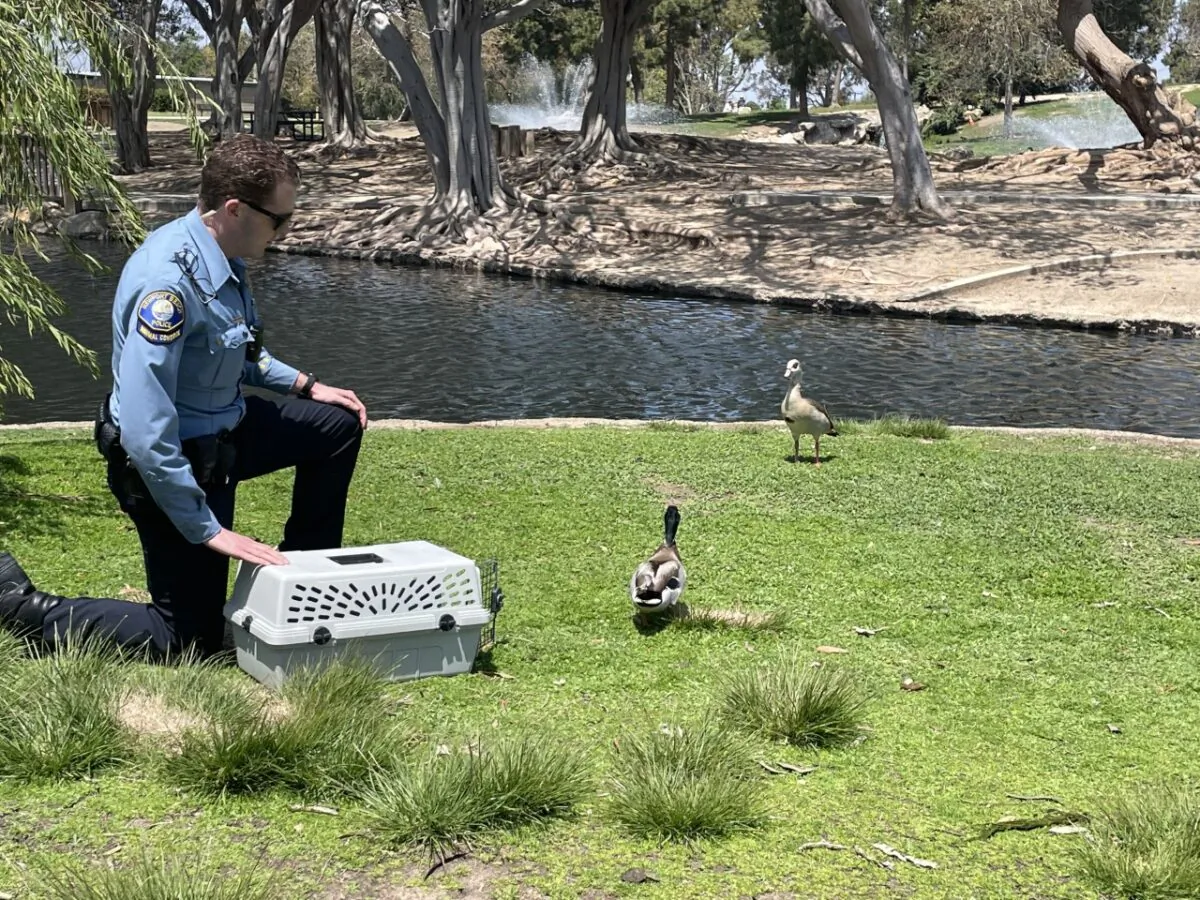 Newport Beach Animal Control Officer Nick Ott releases a mallard duck at TeWinkle Park following its rehabilitation after being shot in the neck and cheek with an arrow in Costa Mesa, Calif., on April 28, 2023. (Carol Cassis/The Epoch Times)