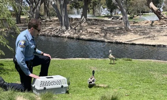 Mallard Duck Shot With Mini Crossbow Gun Gets 2nd Chance at Life