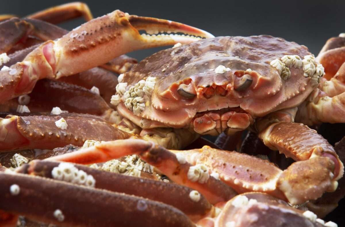 NextImg:Fishers Crabby Over Japan's Russian Imports, but Tokyo Says Canada Exports Negligible