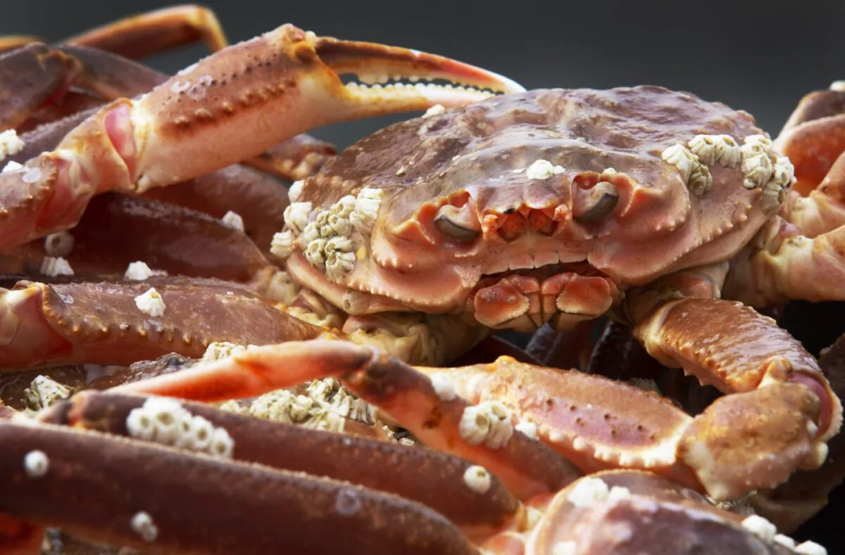 Crab landed on the dock at St. John's Harbour on May 6, 2021. (The Canadian Press/Paul Daly)