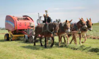 IN-DEPTH: Pennsylvania Amish Kept True to Their Traditions—Then the Government Came