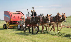 IN-DEPTH: Pennsylvania Amish Kept True to Their Traditions—Then the Government Came