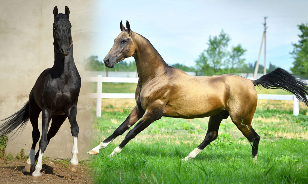 (arthorse/Shutterstock)