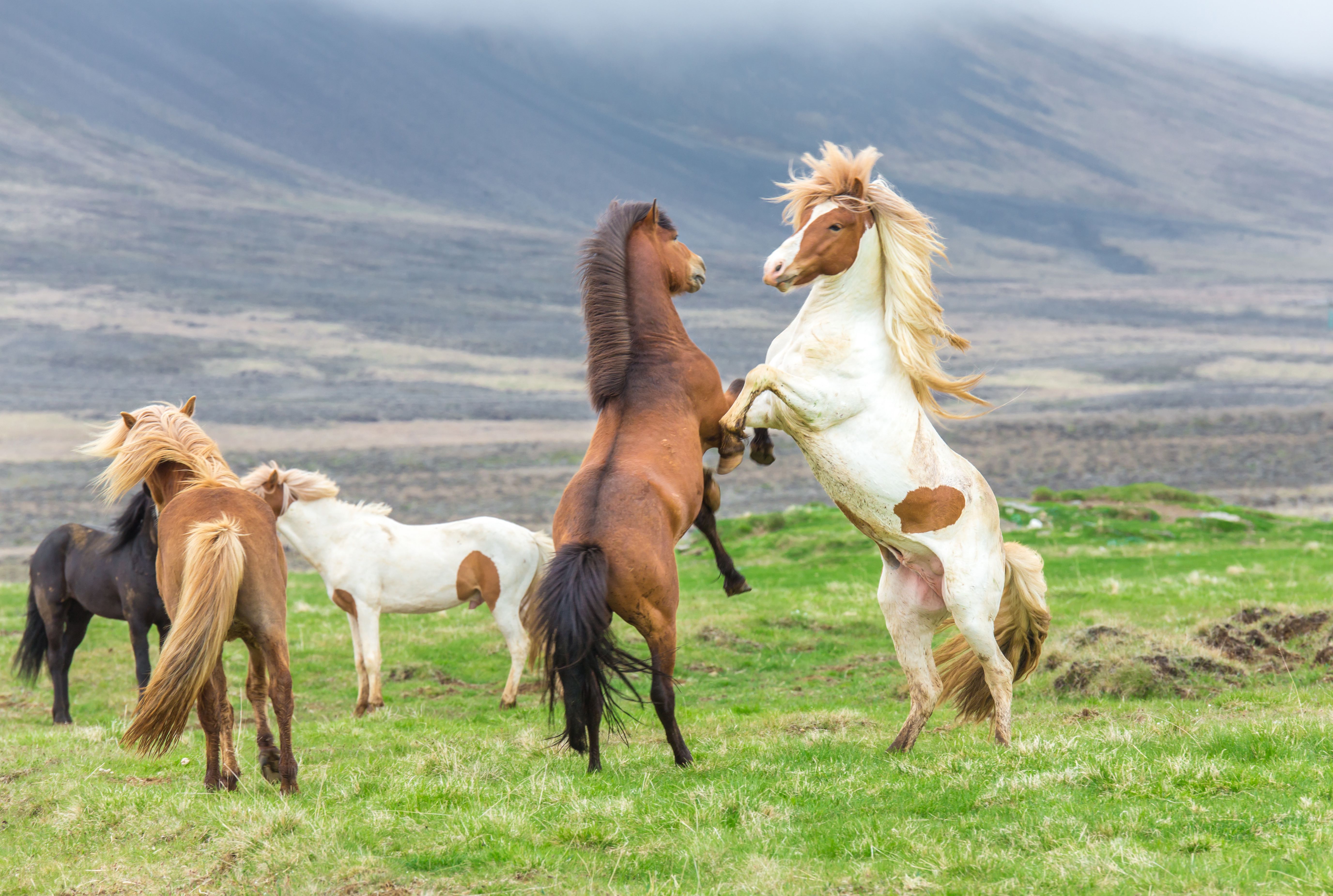 Эта лошадь красива и своенравна. Дикие лошади Исландии. Красивые лошади. Дикие лошади в природе. Красивые лошади на природе.