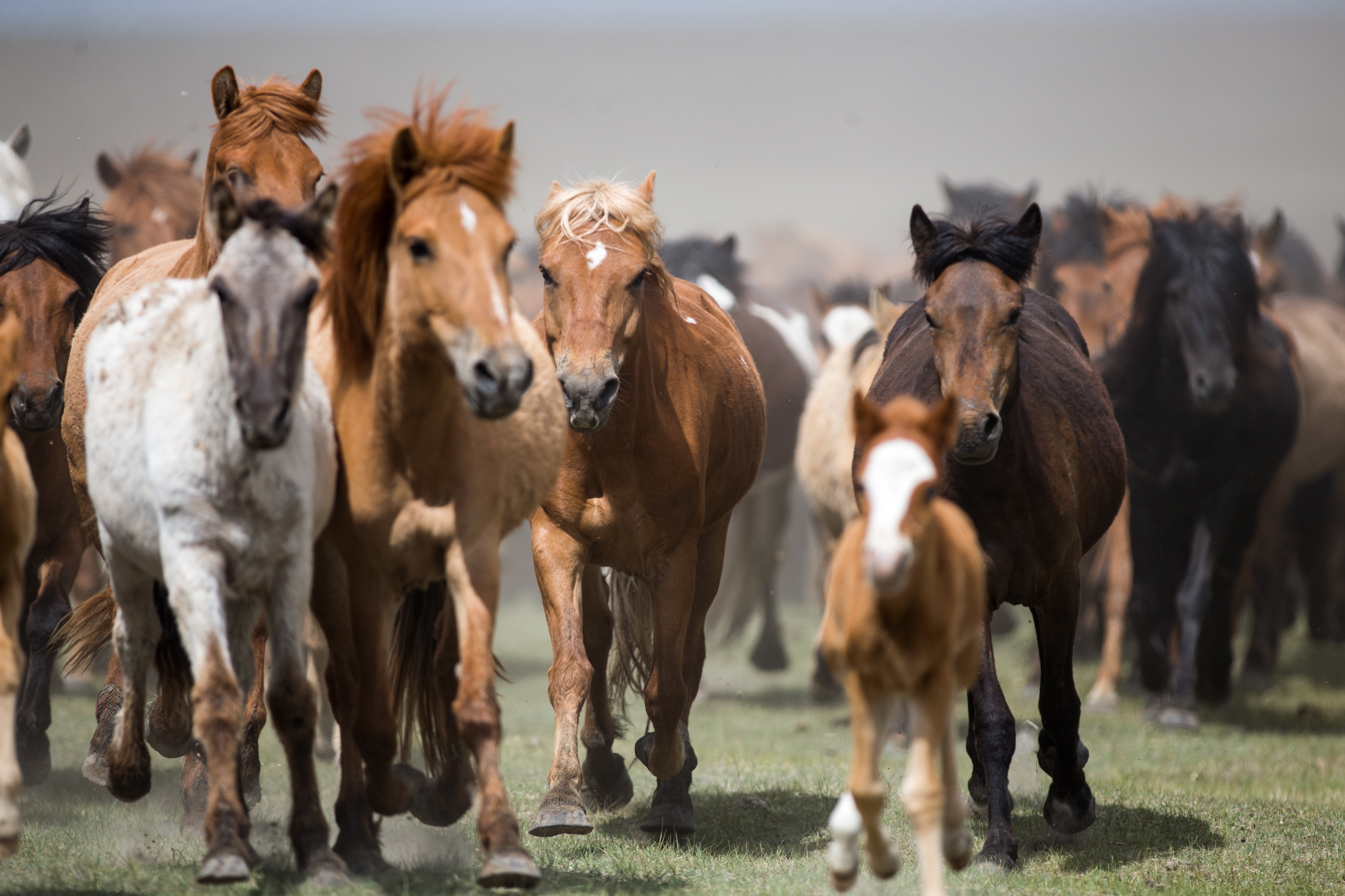 7 Ancient Horse Breeds That Helped Build Human Civilization That ...