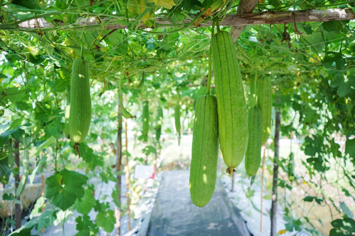 NextImg:Fruit and Vegetables to Grow on a Trellis