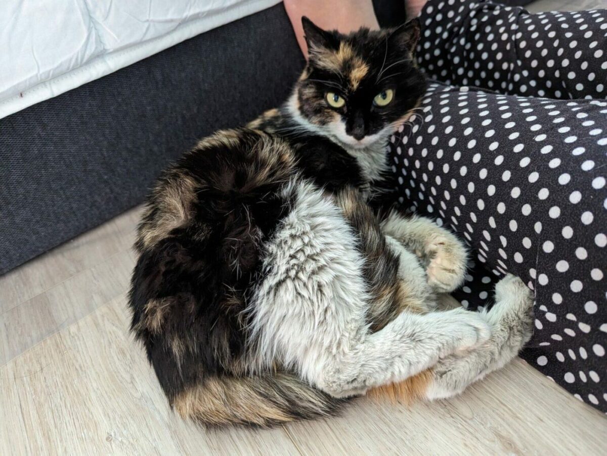 NextImg:Border Officers in Vancouver Find Cat in Parcel From China: SPCA