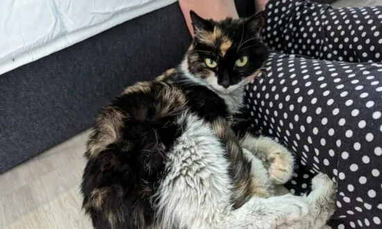 Border Officers in Vancouver Find Cat in Parcel From China: SPCA