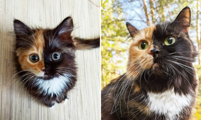 This Naughty 'Two-Faced' Cat Is the Fun Version of Batman's Two-Face—And People Just Love Her