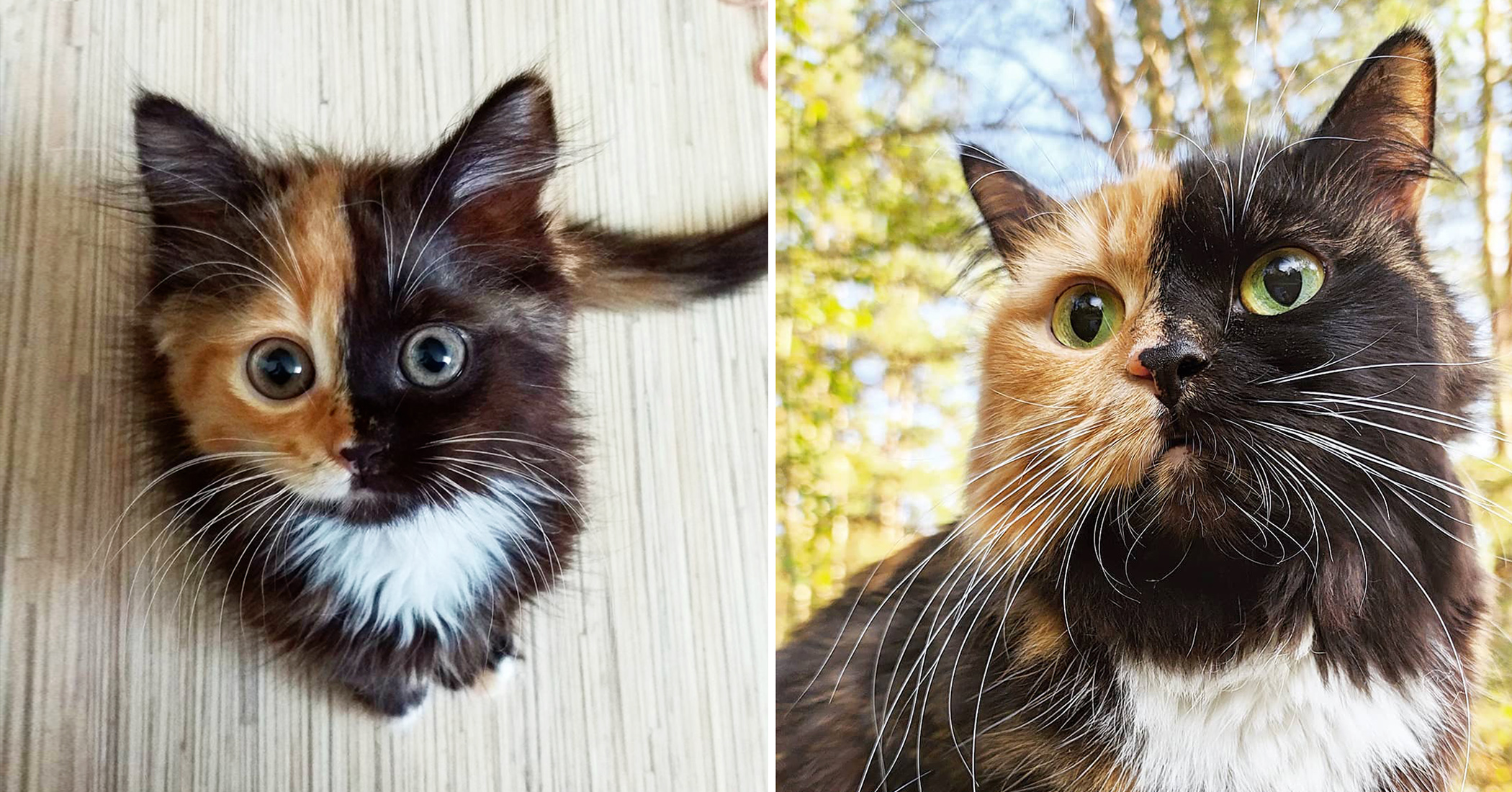 NextImg:This naughty ‘two-faced’ cat is the fun version of Batman’s Two-Face—and people just love her