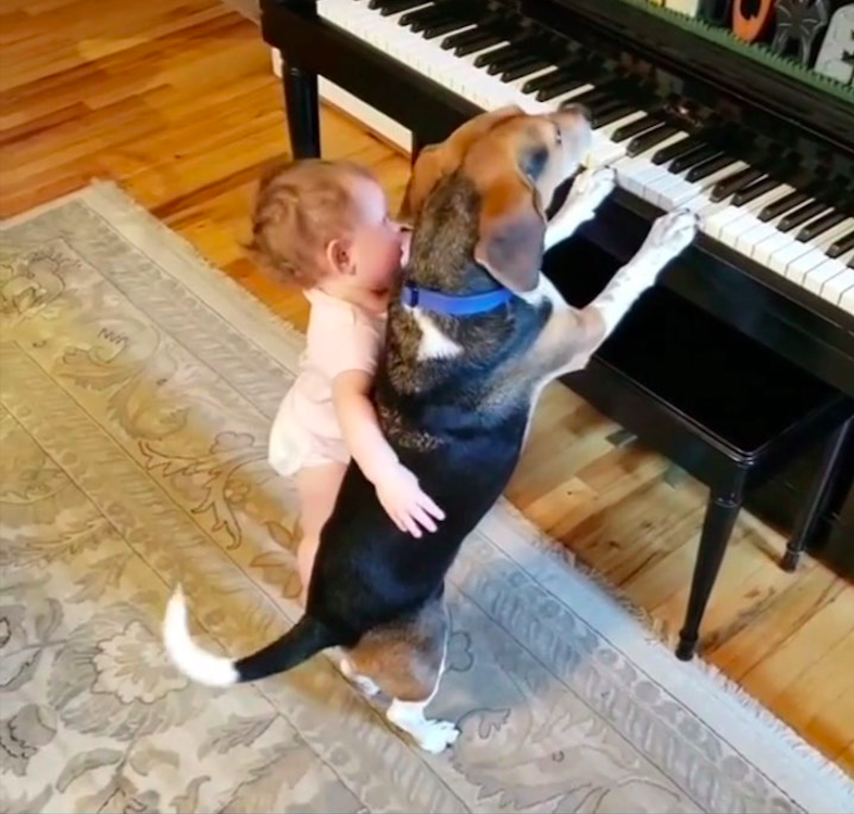 Buddy Mercury the dog playing piano