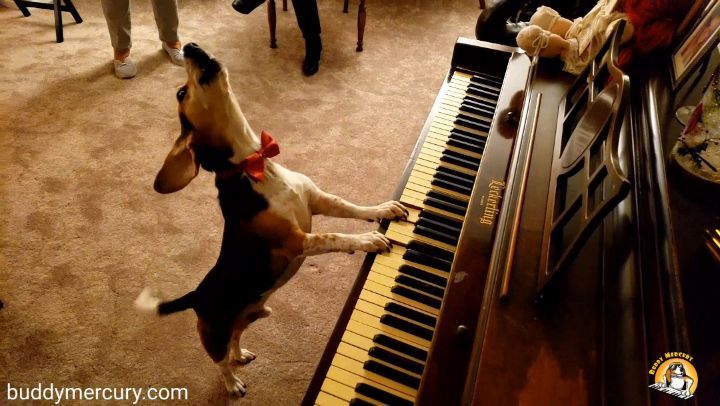Buddy Mercury the dog playing piano