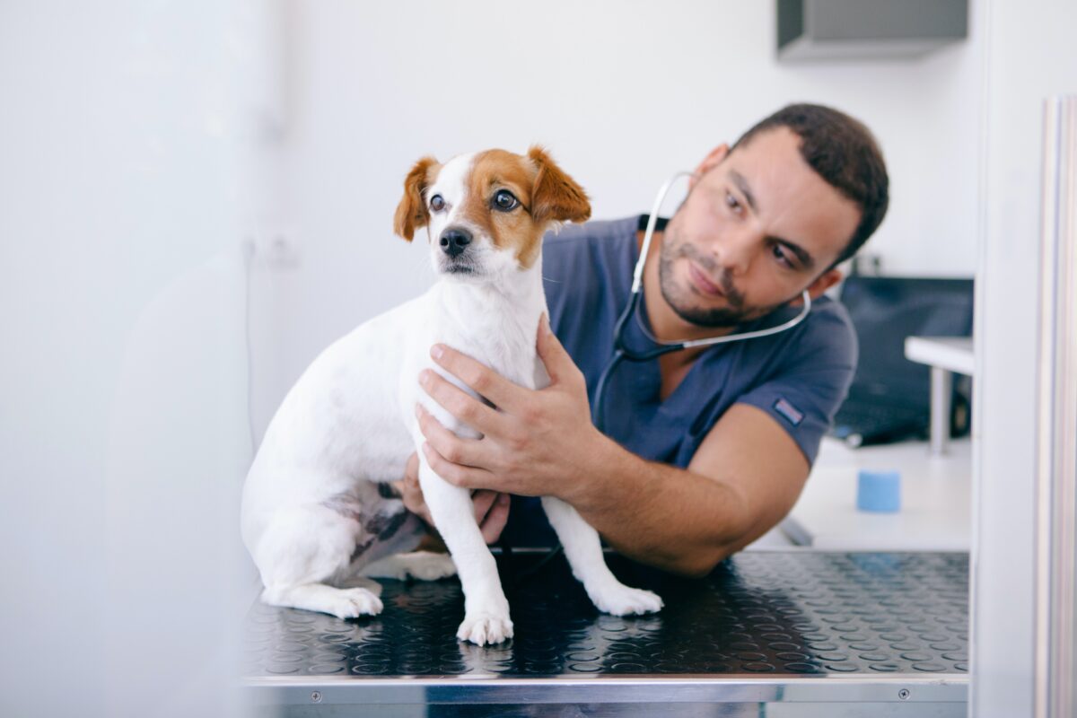 NextImg:Chronic Valve Disease Common Cause of Heart Murmur