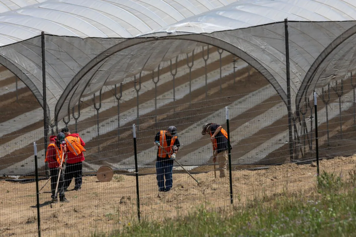 A cannabis growing operation in the Santa Ynez Valley northwest of Santa Barbara, Calif., on Aug. 6, 2019. (David McNew/AFP via Getty Images)