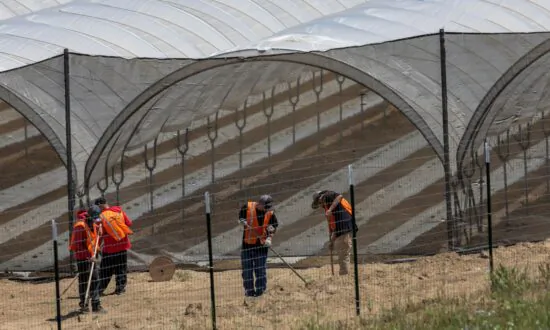 California’s Cannabis Market Crashes, Northern Counties Brace for Impact