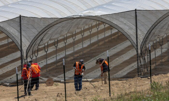 Pesticide Contamination Sparks California Cannabis Crisis