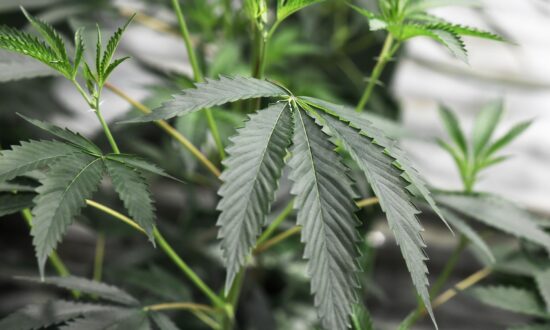 Florida to Vote on Recreational Marijuana in November, State Supreme Court Rules