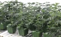 US Lawmakers Request Information on FDA Regulation of Cannabidiol