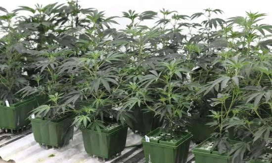 US Lawmakers Request Information on FDA Regulation of Cannabidiol