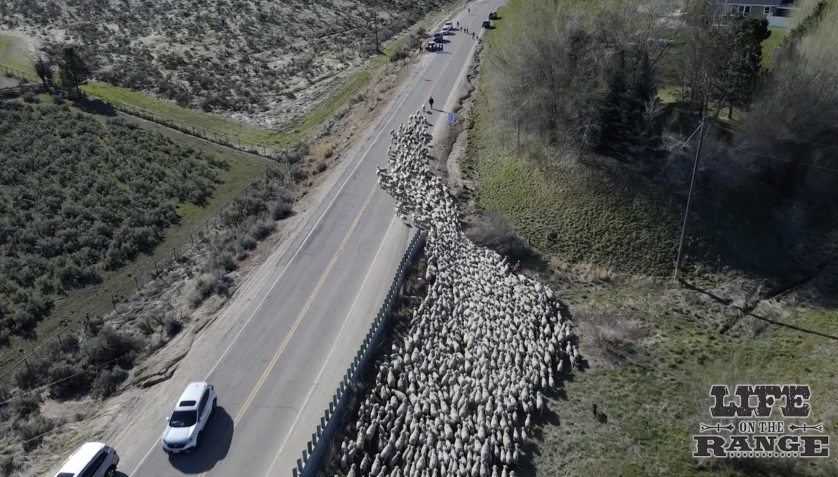 [VIDEO] La orgullosa herencia agrícola de Estados Unidos: la gente se emocionó al ver más de 2500 ovejas corriendo por la carretera más grande de Idaho