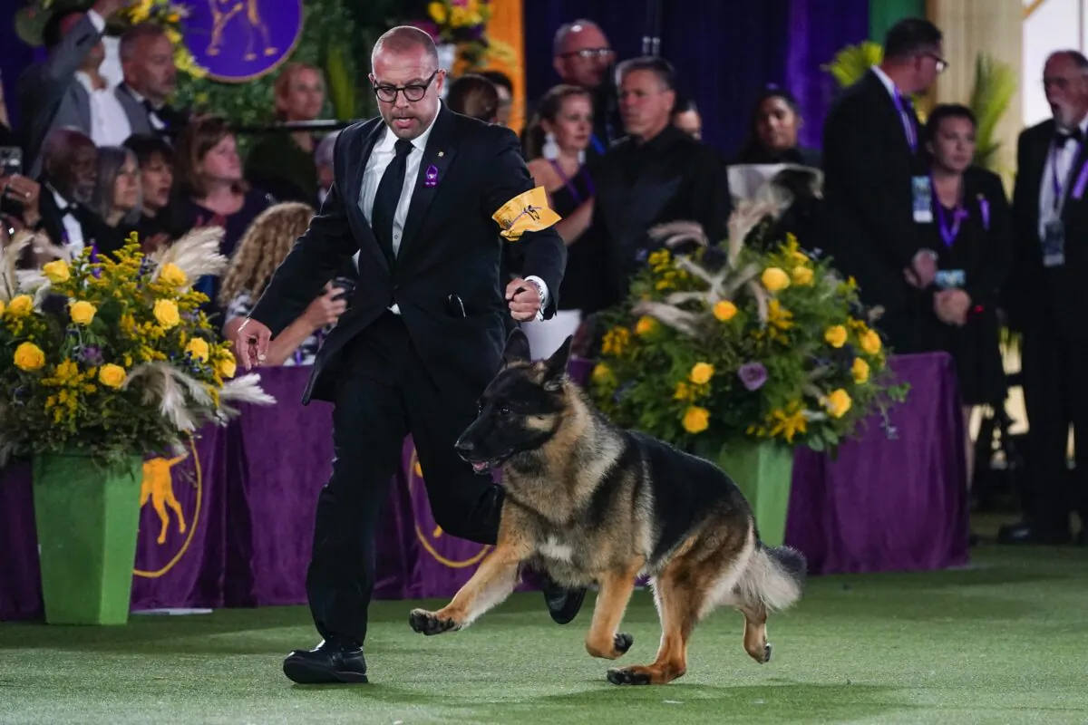 River, a German shepherd, competes for best in show at the 146th Westminster Kennel Club Dog Show, Wednesday in Tarrytown, N.Y., on June 22, 2022. (Frank Franklin II/AP Photo)