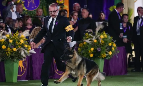 Dog Show 101: What’s What at the Westminster Kennel Club