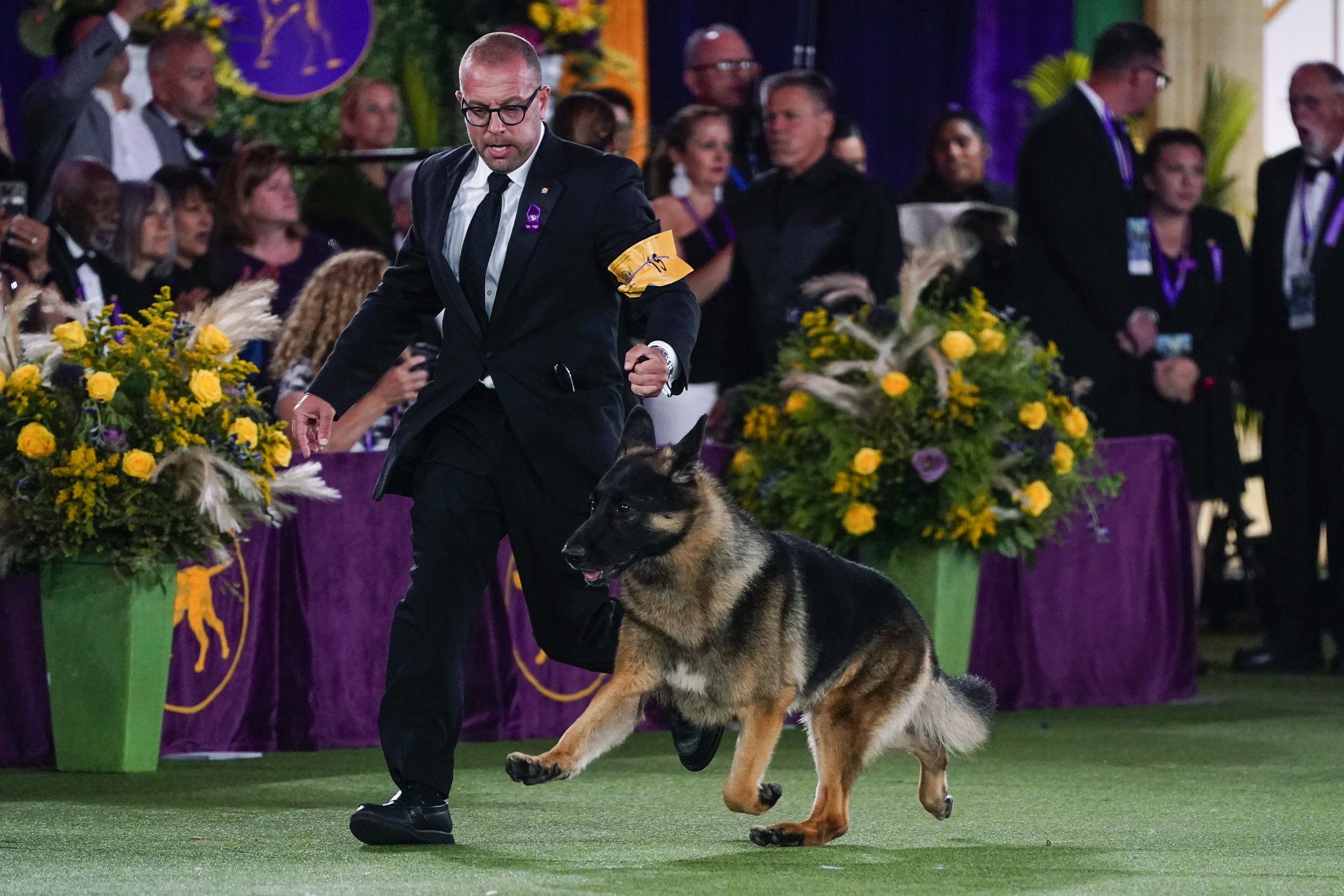 Dog Show 101: What's What at the Westminster Kennel Club - Vimarsana News