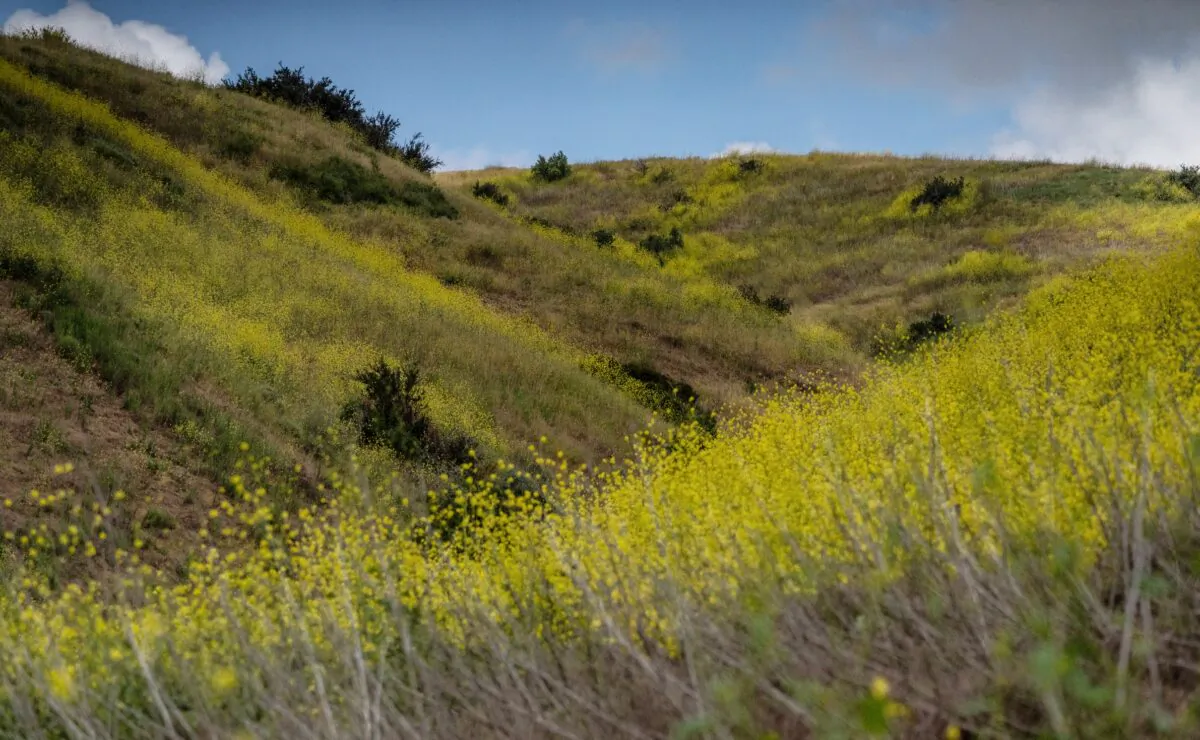 The Saddleback Wilderness in Orange, Calif., on May 4, 2023. (John Fredricks/The Epoch Times)