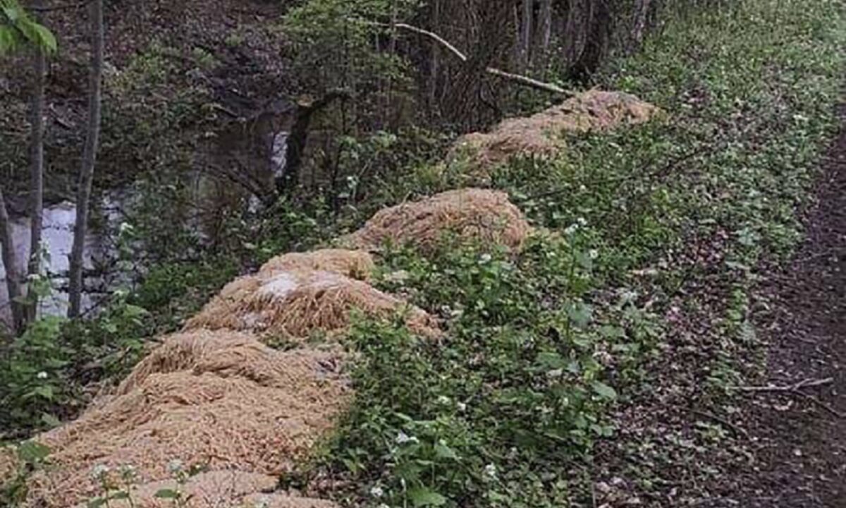 NextImg:Hundreds of Pounds of Pasta Dumped Near New Jersey Stream