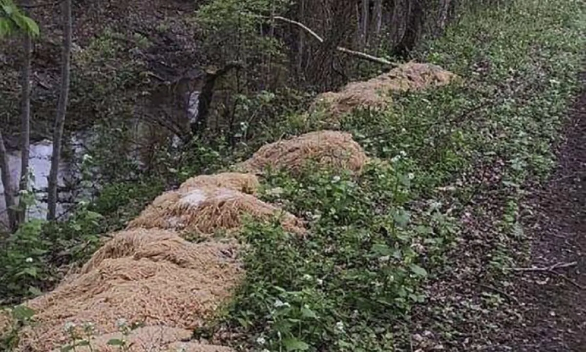 Hundreds of pounds of pasta that was dumped near a stream in Old Bridge, N.J., on April 28, 2023. (Nina Jochnowitz via AP)