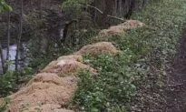Hundreds of Pounds of Pasta Dumped Near New Jersey Stream