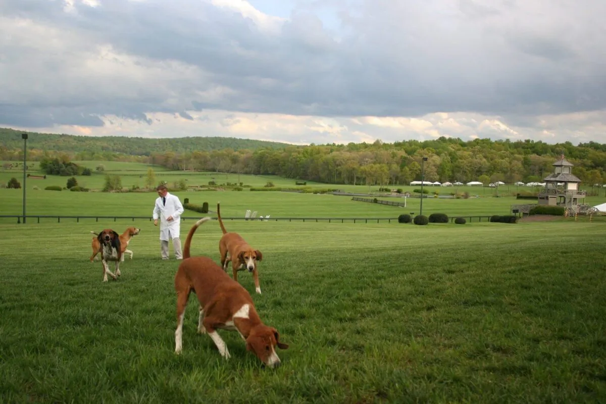 A huntsman exercises foxhounds on a field in The Plains, Va. in a 2005 file photo. (The Canadian Press/AP-Dean Fosdick)
