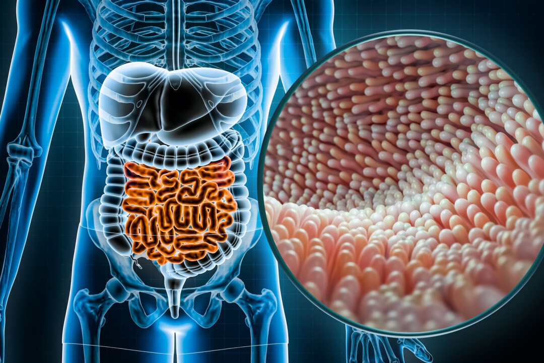 Microorganisms in the Gut Decide How Well Your Body Fights Cancer