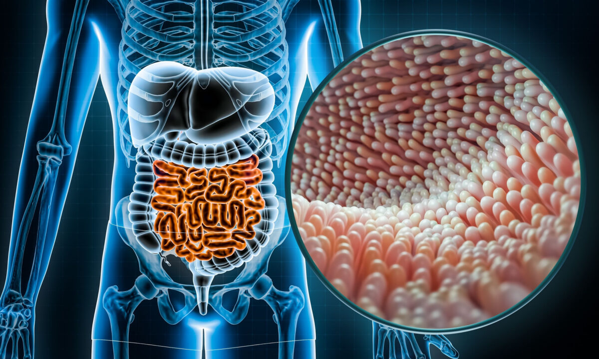 Gut Microbes Affect Cancer Defense.