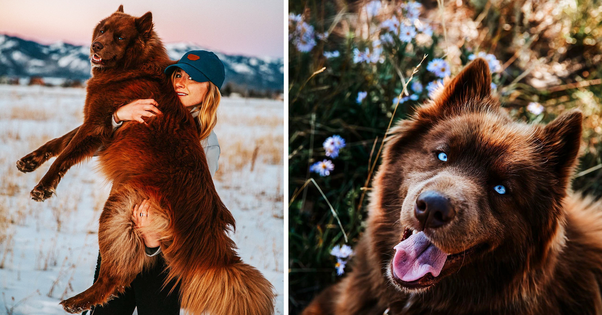 NextImg:Siberian Husky as huge as a bear captivates everyone with his piercing blue eyes