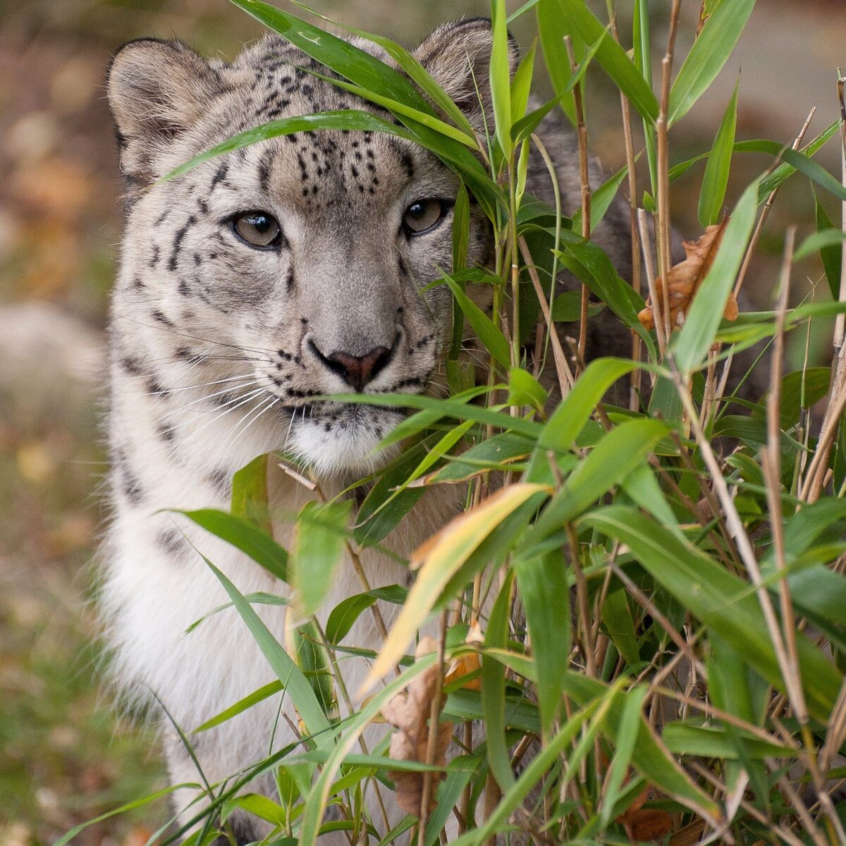 The ‘ultimate’ Match: Inseparable Snow Leopards Spotted Cuddling Each 