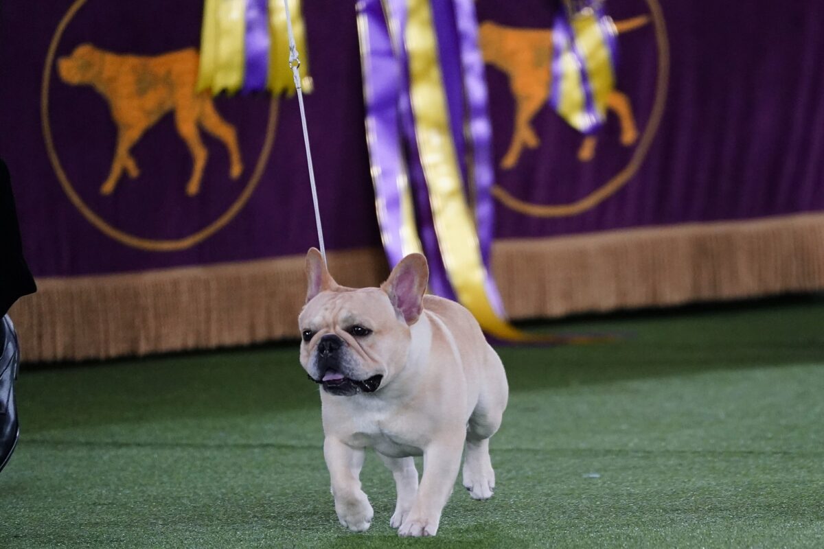 NextImg:The Frenchie Becomes a Favorite—and a Dog-Show Contender