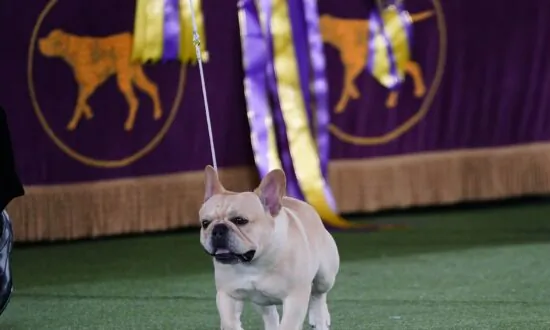 The Frenchie Becomes a Favorite—and a Dog-Show Contender